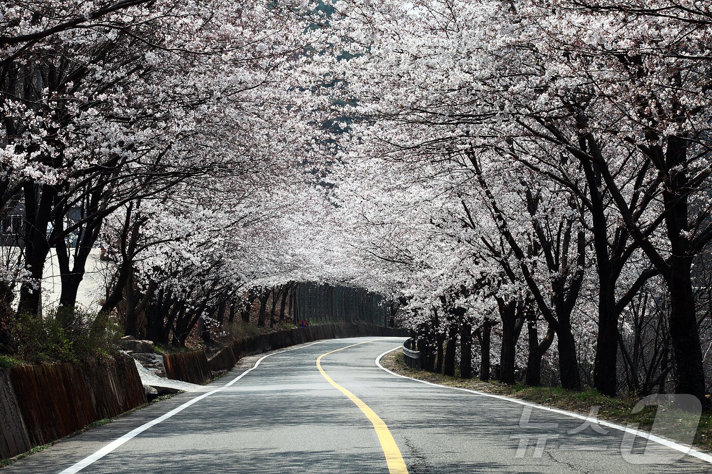 본문 이미지 - 1200여 그루의 벚나무가 심어진 하동 십리벚꽃길(하동군 제공)
