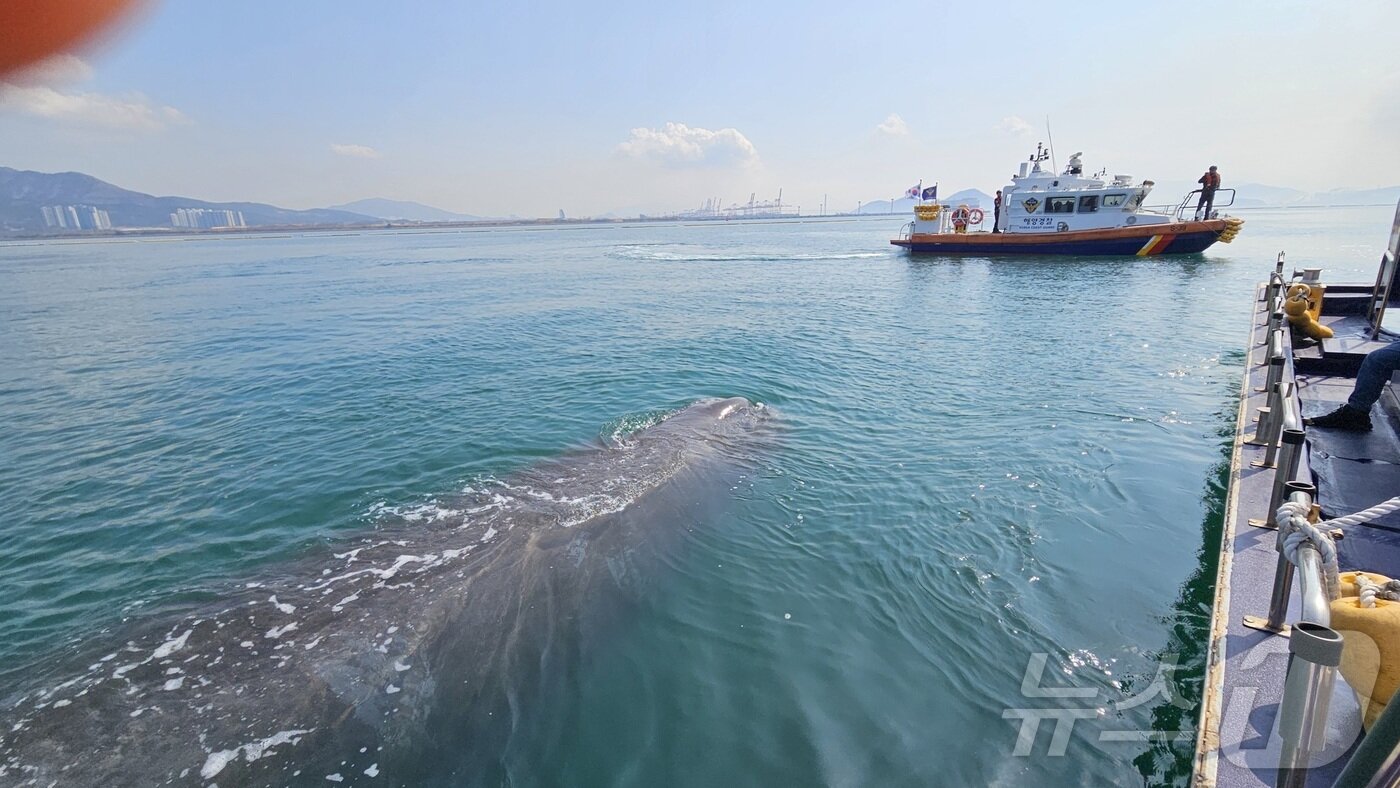 본문 이미지 - 4일 오전 전남 광양항 연안에서 대형고래가 발견돼 해경이 안전한 해역으로 유도하고 있다.(여수해경 제공. 재판매 및 DB 금지)