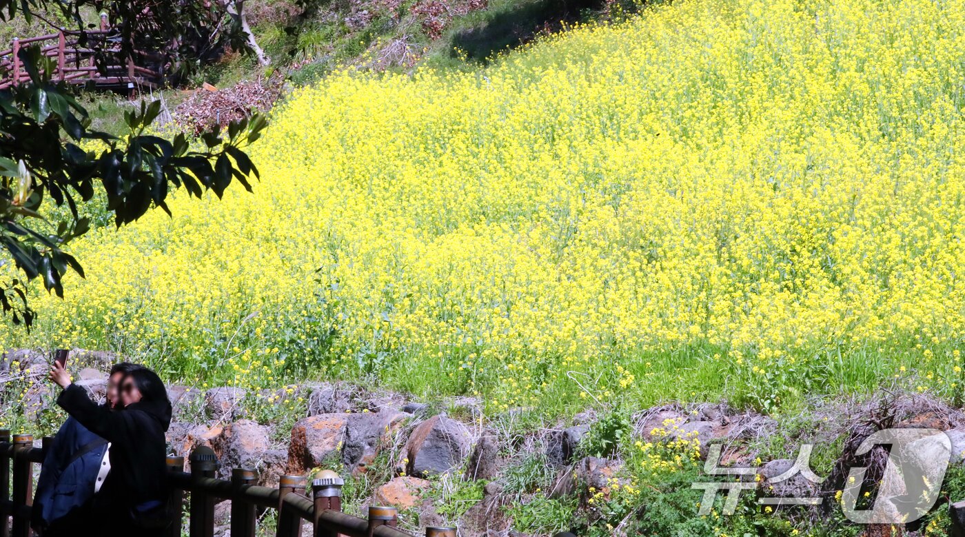 본문 이미지 - 제주 유채꽃밭.(뉴스1 DB)
