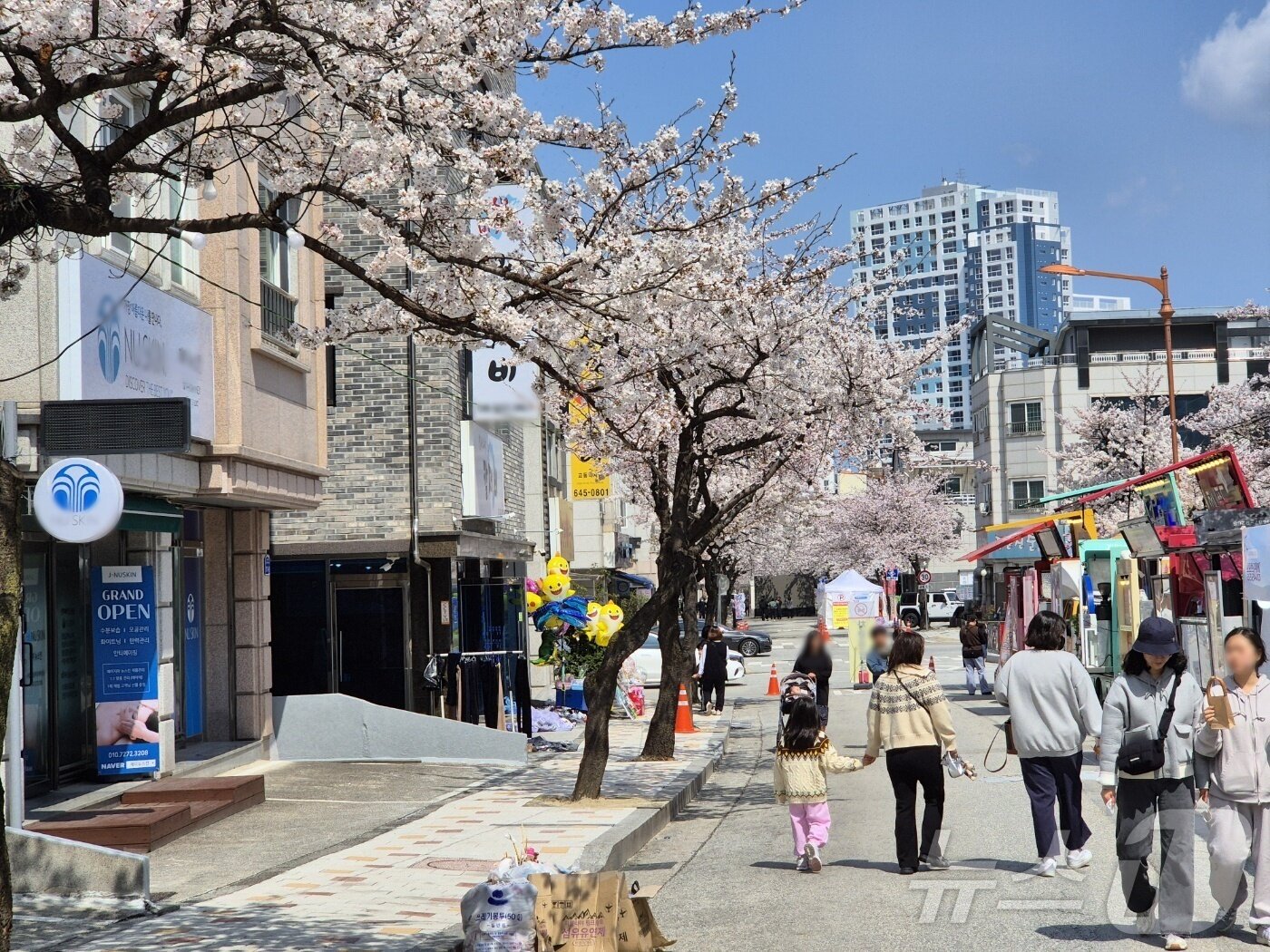 본문 이미지 - 6일 벚꽃이 만개한 강원 강릉 교동 '솔올블라썸'을 찾은 상춘객들이 벚꽃놀이를 즐기고 있다. 2025.4.6/뉴스1 윤왕근 기자