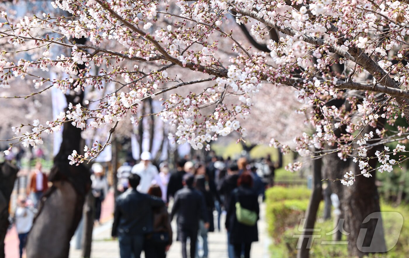 본문 이미지 - 6일 오후 서울 영등포구 여의도 윤중로를 찾은 시민들이 개화한 벚꽃을 감상하며 봄기운을 만끽하고 있다. 2025.4.6/뉴스1 ⓒ News1 김도우 기자