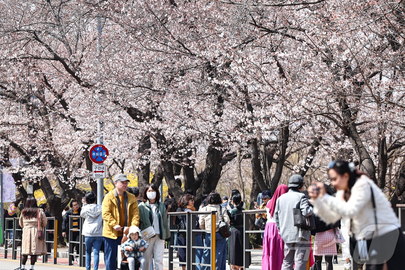 본문 이미지 - 6일 오후 서울 영등포구 여의도 윤중로를 찾은 시민들이 개화한 벚꽃을 감상하며 봄기운을 만끽하고 있다. ⓒ News1 김도우 기자
