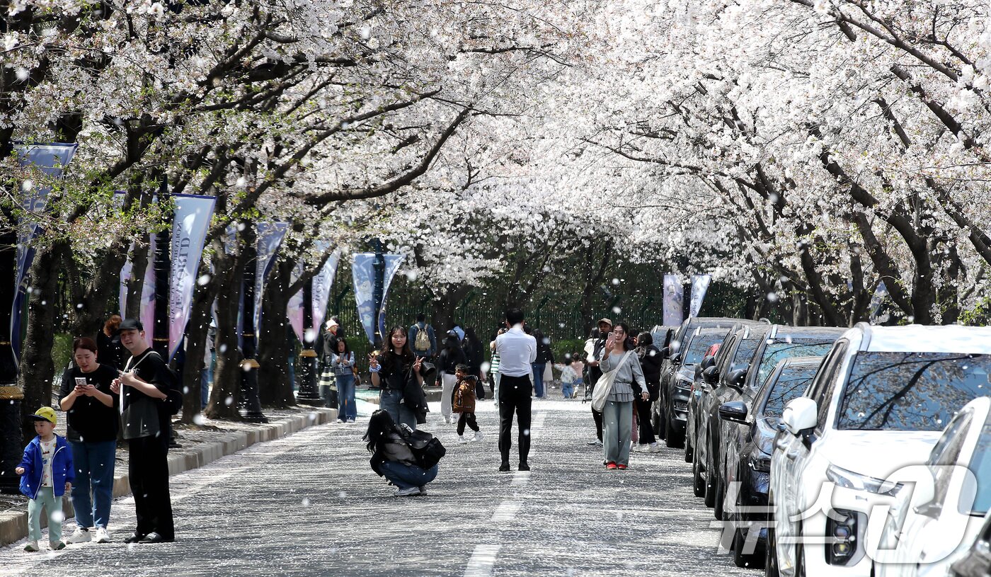 본문 이미지 - 지난해 대구 이월드 벚꽃축제 기간 83타워 진입로에 바람을 타고 벚꽃잎이 흩날리는 모습. 2025.4.6 ⓒ 뉴스1 공정식 기자