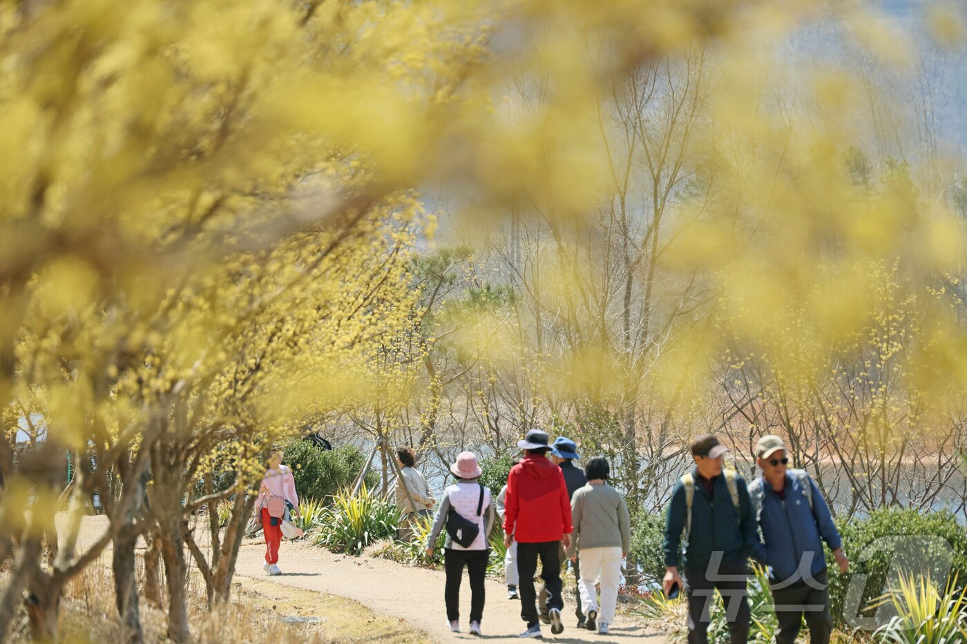 본문 이미지 - 6일 전북자치도 임실군 붕어섬에서 '옥정호 벚꽃축제'가 열리고 있는 가운데 산수유가 활짝 피어 있다. (임실군제공. 재판매 및 DB금지)2025.4.6/뉴스1 ⓒ News1 김동규 기자