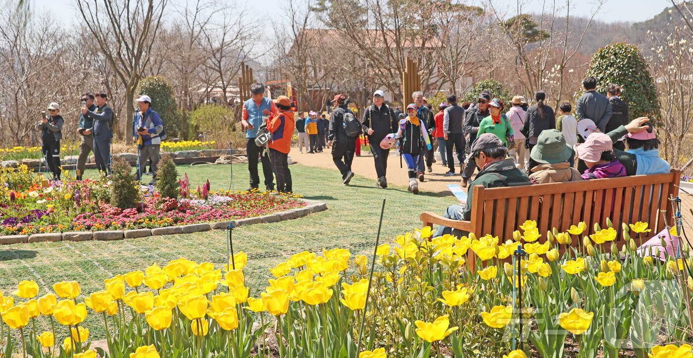 본문 이미지 - 6일 전북자치도 임실군 붕어섬에서 '옥정호 벚꽃축제'가 열리고 있는 가운데 많은 관광객들이 이곳을 찾고 있따.(임실군제공. 재판매 및 DB금지)2025.4.6/뉴스1 ⓒ News1 김동규 기자