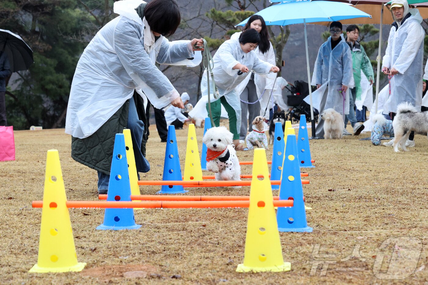 본문 이미지 - 6일 전북자치도 임실군 붕어섬에서 '옥정호 벚꽃축제'가 열리고 있다. '임실에서 우리 함께 꽃길 걷개' 행사에 참가한 반려견들이 견주들과 함께 즐거운 시간을 보내고 있다.(임실군제공. 재판매 및 DB금지)2025.4.6/뉴스1 ⓒ News1 김동규 기자