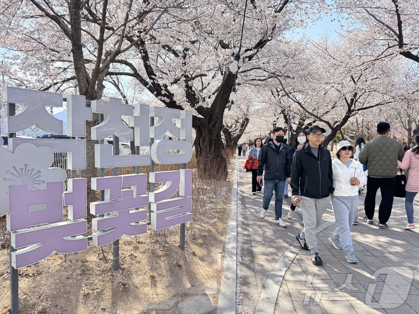 본문 이미지 - 6일 오후 울산 울주군 작천정 벚꽃길. 제6회 작천정 벚꽃 축제의 마지막 날을 맞아 막바지 벚꽃을 보기 위한 상춘객들로 인산인해를 이뤘다.2025.4.6./뉴스1 김세은 기자