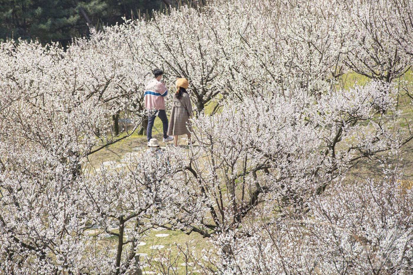 본문 이미지 - 매화 개화가 절정에 이른 에버랜드 하늘정원길 전경.(에버랜드 제공)