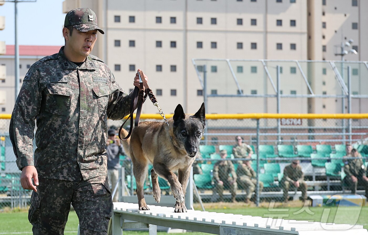 본문 이미지 - 7일 경기 평택시 팽성읍 주한미군기지 캠프 험프리스 발보니 필드에서 열린 주한미연합군견반 군견 경진대회에 참가한 한국군 군견이 복종 훈련을 펼치고 있다. 2025.4.7/뉴스1 ⓒ News1 김진환 기자
