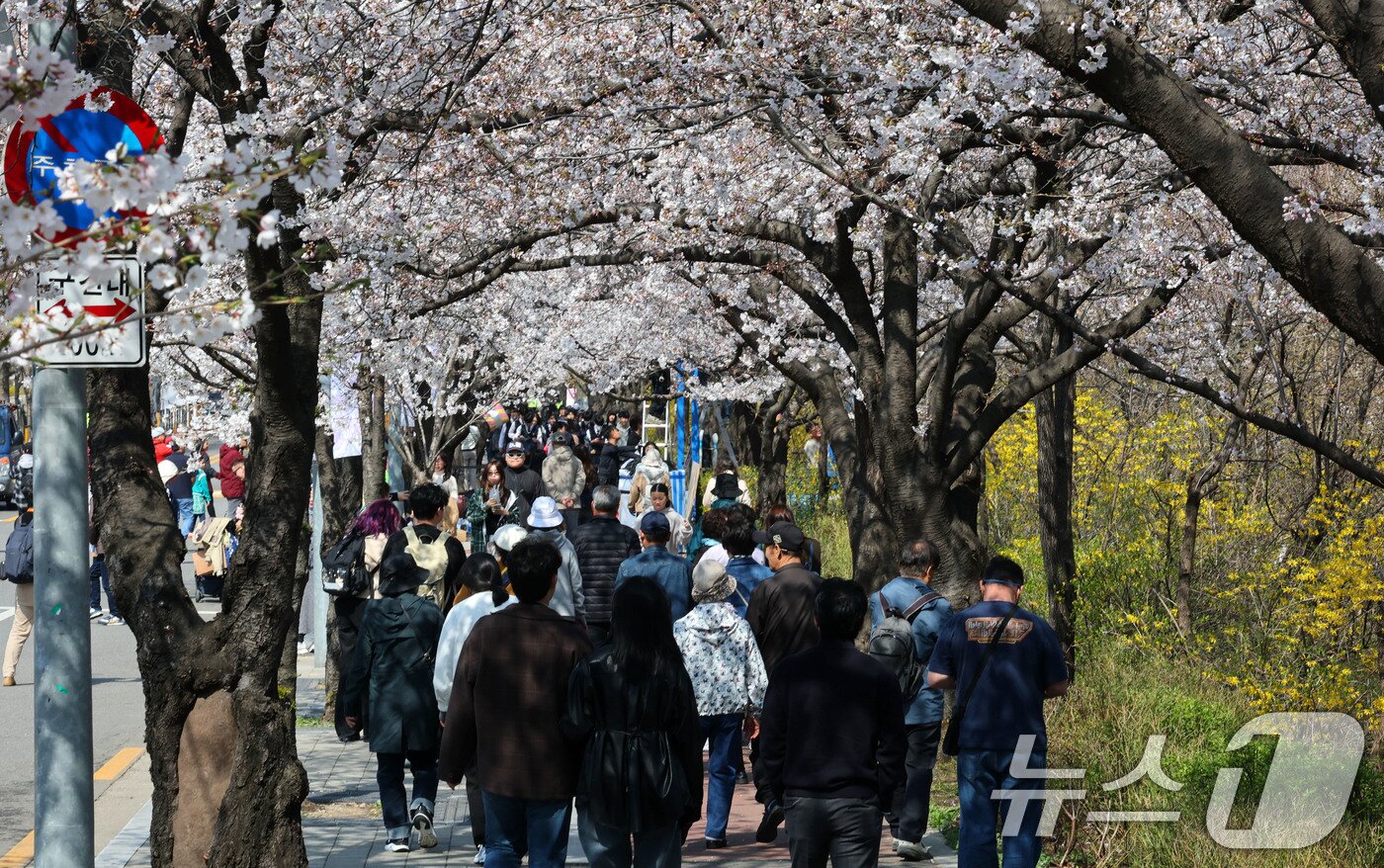 본문 이미지 - 7일 서울 영등포구 여의서로 벚꽃길에서 열리고 있는 2025 여의도 봄꽃축제를 찾은 시민들이 즐거운 시간을 보내고 있다. 2025.4.7/뉴스1 ⓒ News1 박세연 기자
