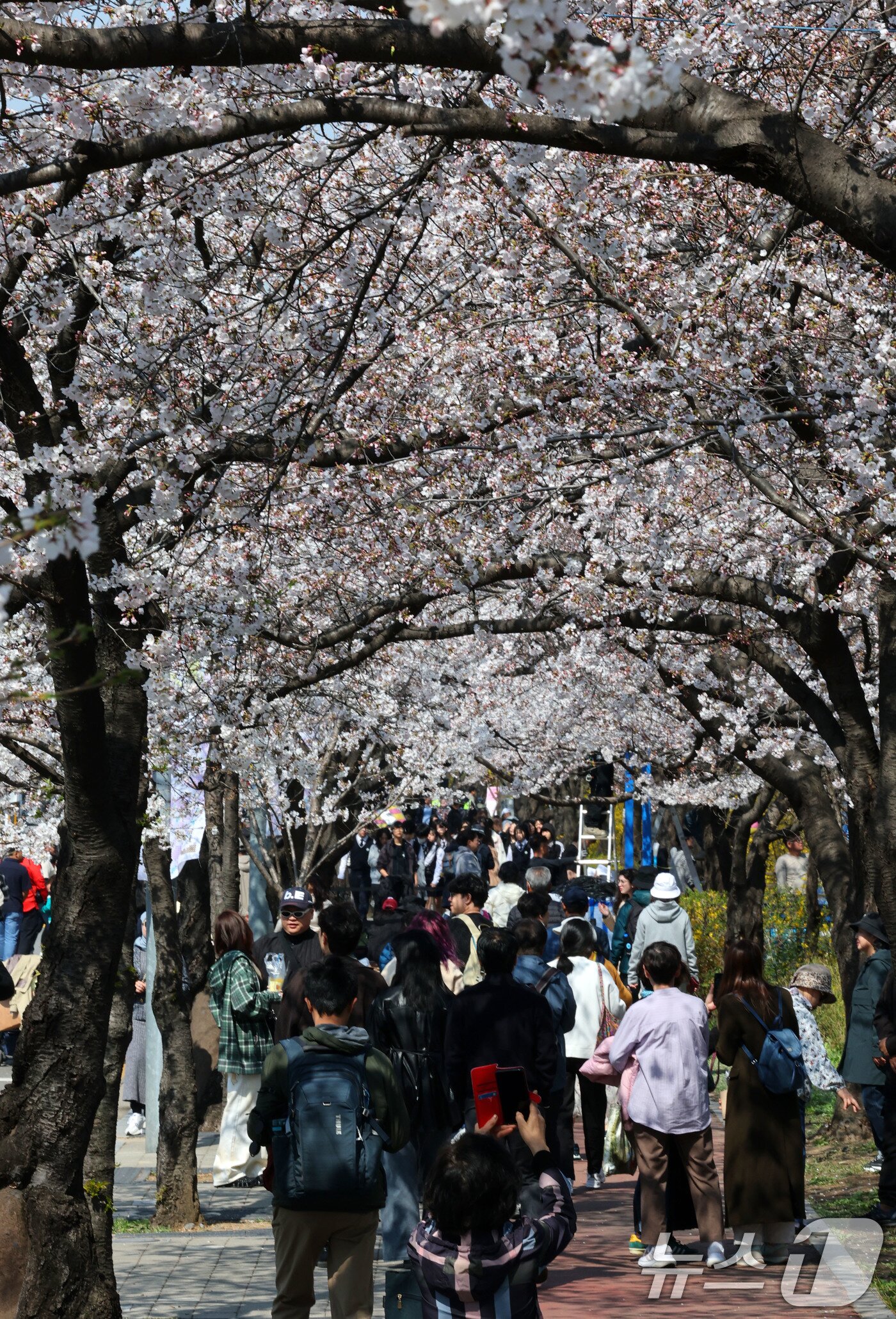 본문 이미지 - 7일 서울 영등포구 여의서로 벚꽃길에서 열리고 있는 2025 여의도 봄꽃축제를 찾은 시민들이 즐거운 시간을 보내고 있다.  2025.4.7/뉴스1 ⓒ News1 박세연 기자