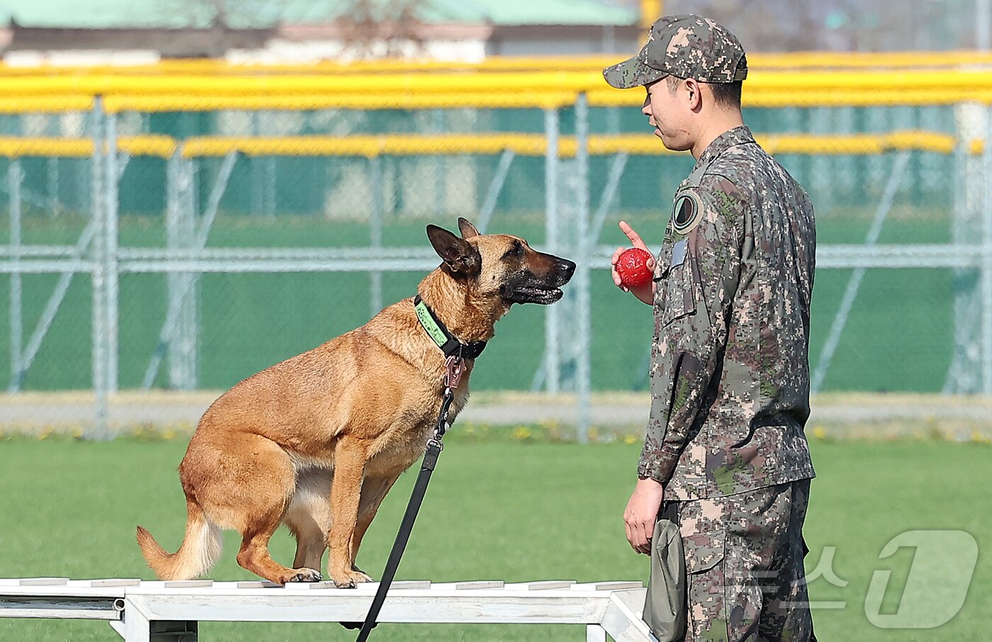 본문 이미지 - 7일 경기 평택시 팽성읍 주한미군기지 캠프 험프리스 발보니 필드에서 열린 주한미연합군견반 군견 경진대회에 참가한 한국군 군견이 복종 훈련을 펼치고 있다. 2025.4.7/뉴스1 ⓒ News1 김진환 기자