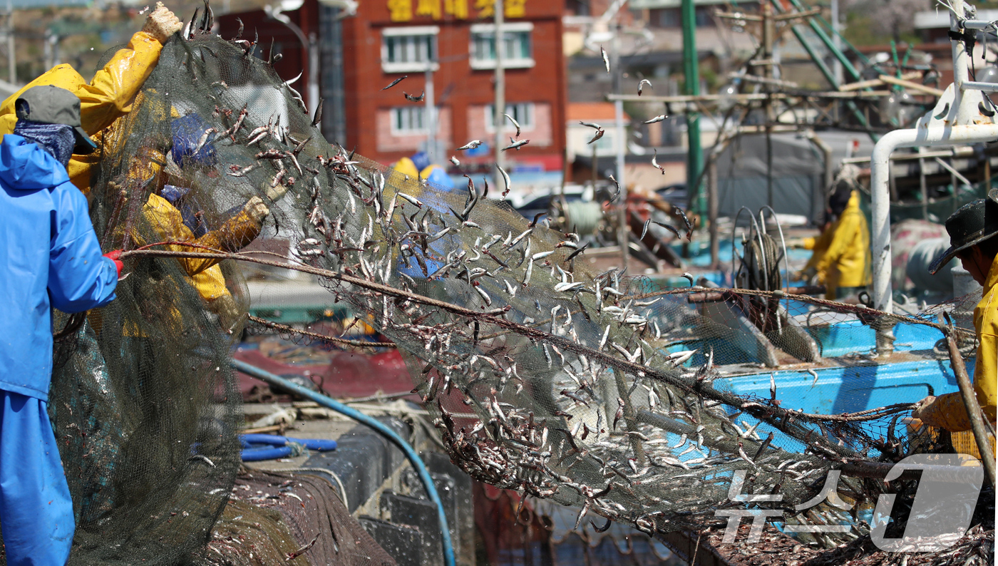 (부산=뉴스1) 윤일지 기자 = 7일 오후 부산 기장군 대변항에서 어민과 외국인 노동자들이 갓 잡은 봄 멸치를 그물에서 털어내고 있다. 부산의 대표적인 봄 축제인 '기장멸치축제'는 …