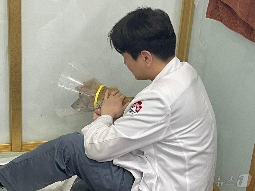 본문 이미지 - 수의사가 산불 피해를 입은 강아지를 진료하고 있다(탑스동물메디컬센터 제공) ⓒ 뉴스1