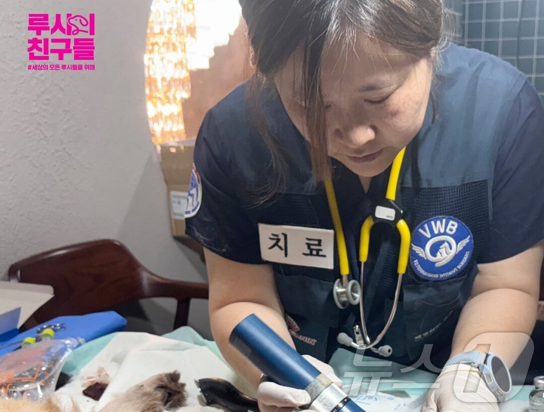 본문 이미지 - 동물병원 의료진이 산불 피해 동물들을 치료하고 있다(루시의 친구들 제공). ⓒ 뉴스1