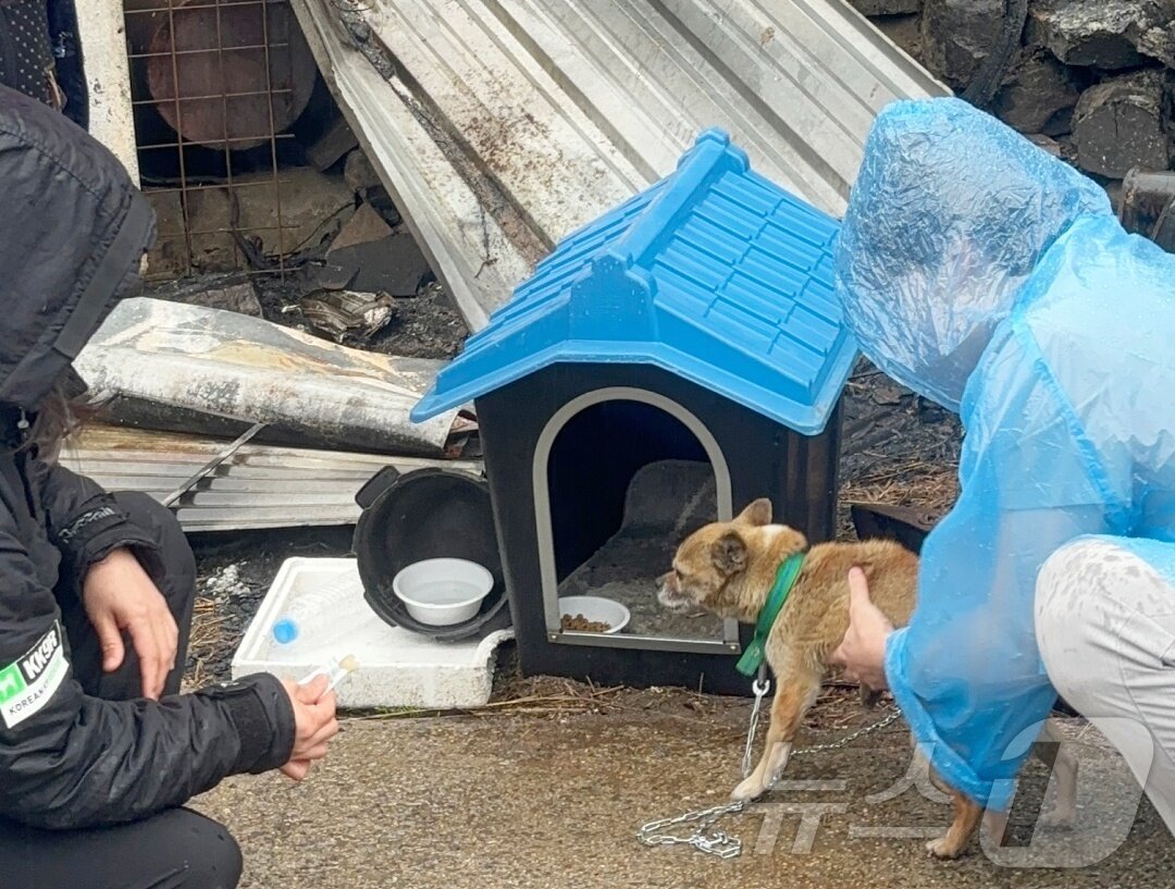 본문 이미지 - 동물보호 활동가들이 산불 피해 지역 동물들을 보호하고 있다(루시의 친구들 제공). ⓒ 뉴스1
