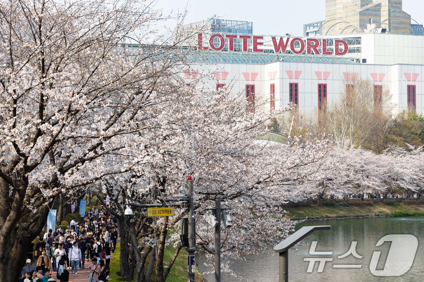 (서울=뉴스1) = 롯데월드가 롯데월드 어드벤처 인근 석촌호수에 벚꽃이 만개했다고 8일 밝혔다.시민들이 지난 7일 벚꽃이 만개한 롯데월드 주변 석촌호수를 산책하고 있다. (롯데월드 …