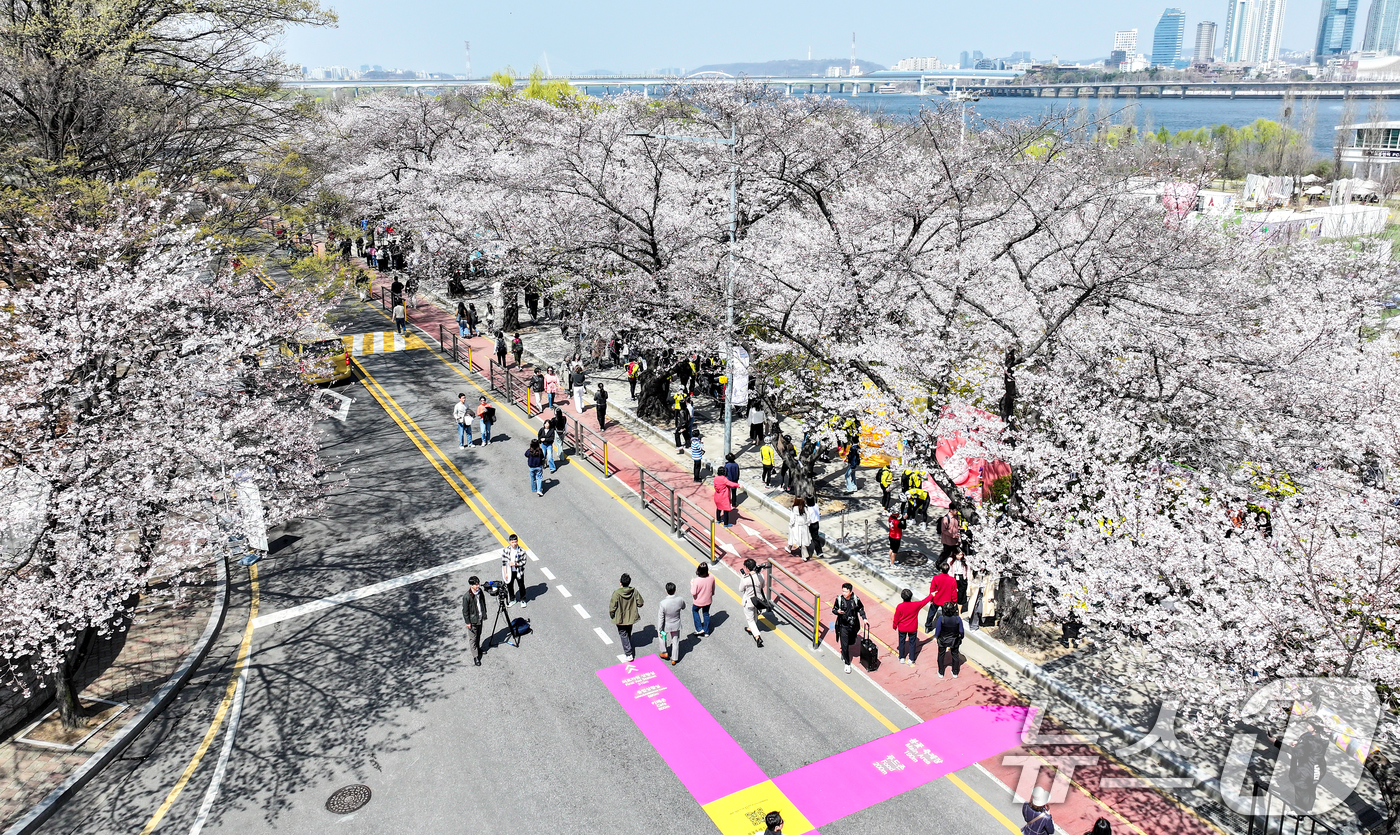(서울=뉴스1) 김진환 기자 = 8일 서울 영등포구 여의도 윤중로에서 열리는 2025 여의도 봄꽃축제를 찾은 찾은 상춘객들이 벚꽃길을 걸으며 봄을 만끽하고 있다. 2025.4.8/ …