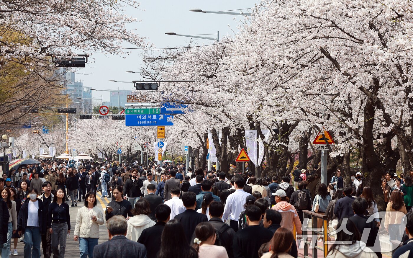 본문 이미지 - 서울 영등포구 여의도 윤중로에서 열리는 2025 여의도 봄꽃축제를 찾은 찾은 상춘객들이 벚꽃길을 걸으며 봄을 만끽하고 있다. 2025.4.8 ⓒ 뉴스1 김진환 기자