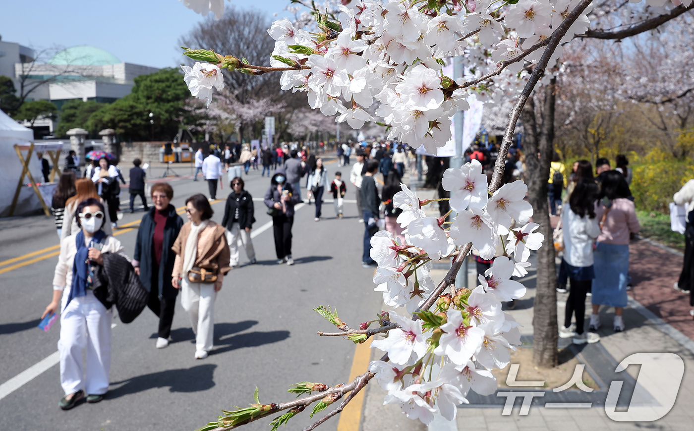 (서울=뉴스1) 김진환 기자 = 8일 서울 영등포구 여의도 윤중로에서 열리는 2025 여의도 봄꽃축제를 찾은 찾은 상춘객들이 벚꽃길을 걸으며 봄을 만끽하고 있다. 2025.4.8/ …