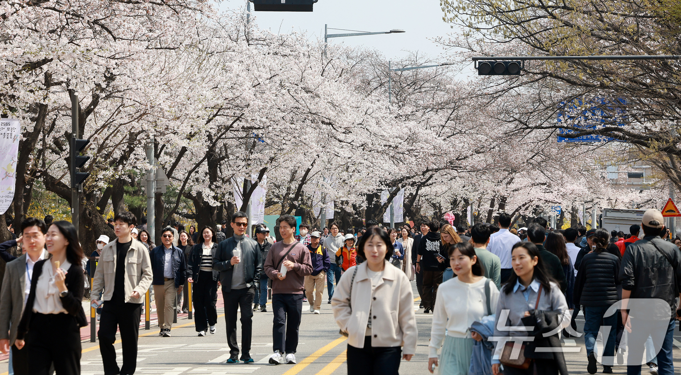 (서울=뉴스1) 김진환 기자 = 8일 서울 영등포구 여의도 윤중로에서 열리는 2025 여의도 봄꽃축제를 찾은 찾은 상춘객들이 벚꽃길을 걸으며 봄을 만끽하고 있다. 2025.4.8/ …