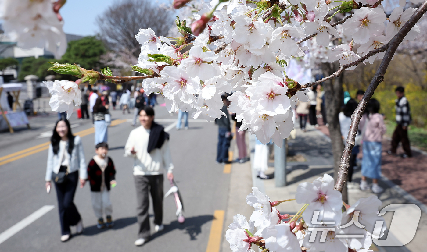 (서울=뉴스1) 김진환 기자 = 8일 서울 영등포구 여의도 윤중로에서 열리는 2025 여의도 봄꽃축제를 찾은 찾은 상춘객들이 벚꽃길을 걸으며 봄을 만끽하고 있다. 2025.4.8/ …