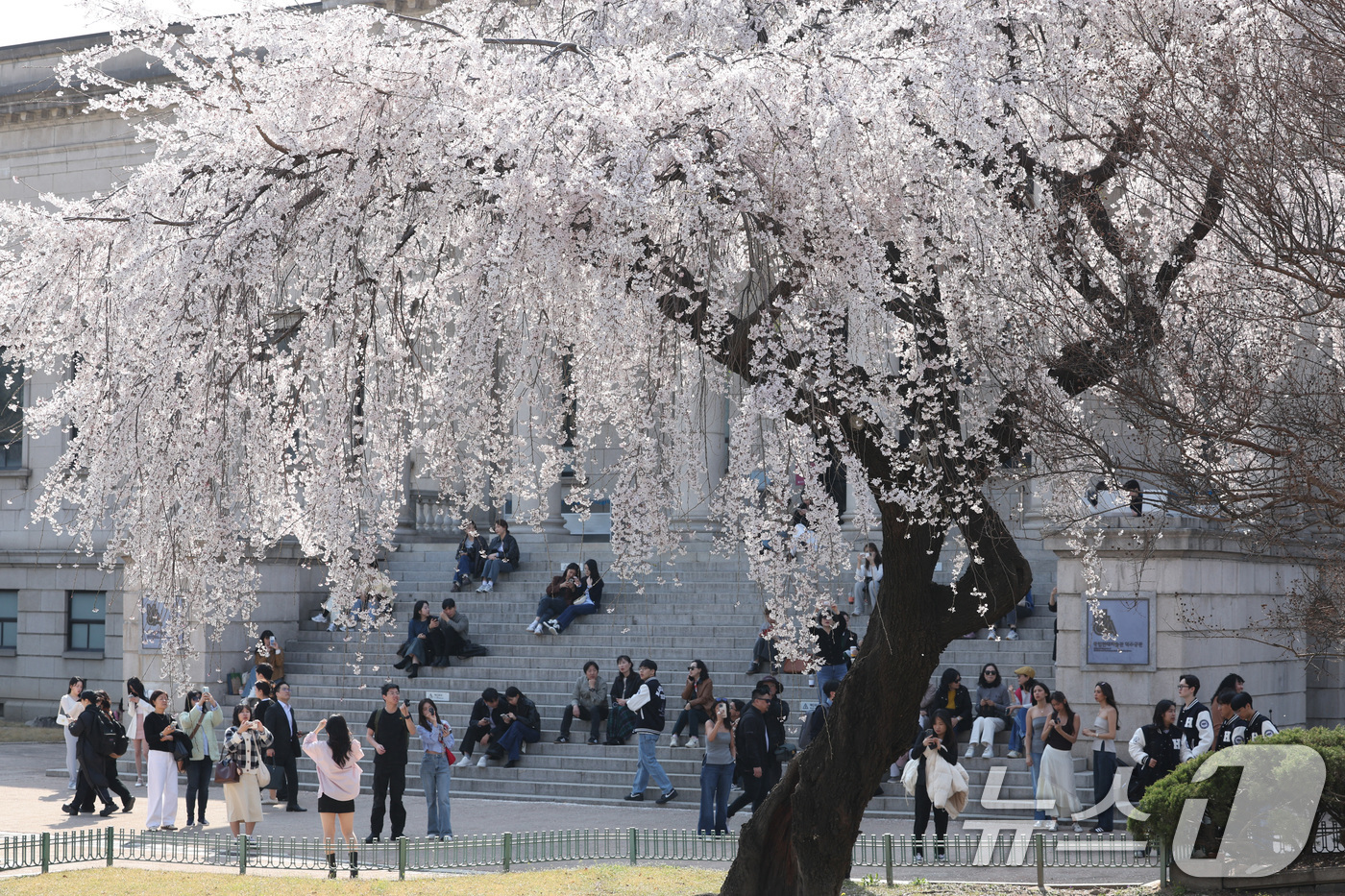 (서울=뉴스1) 신웅수 기자 = 완연한 봄날씨가 이어진 8일 서울 덕수궁을 찾은 시민들이 만개한 능수벚나무 아래에서 추억을 남기고 있다.기상청은 내일 오후에 서울 등 서쪽 지방에서 …