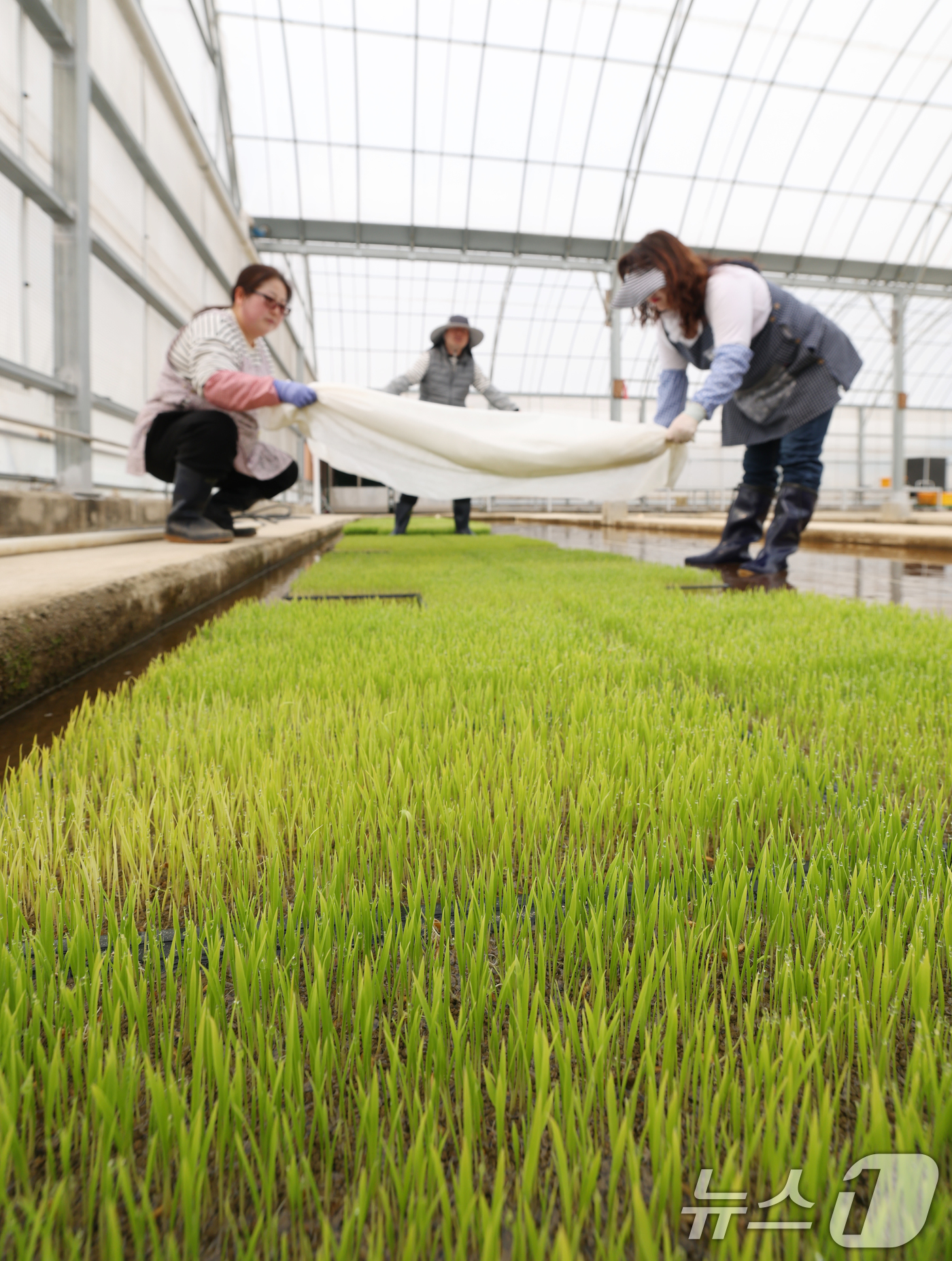 (수원=뉴스1) 김영운 기자 = 9일 오전 경기 수원시 권선구 농촌진흥청 국립식량과학원 중부작물부 작물연구동에서 관계자들이 본격적인 벼농사를 앞두고 모 기르기(육묘) 작업을 하고 …