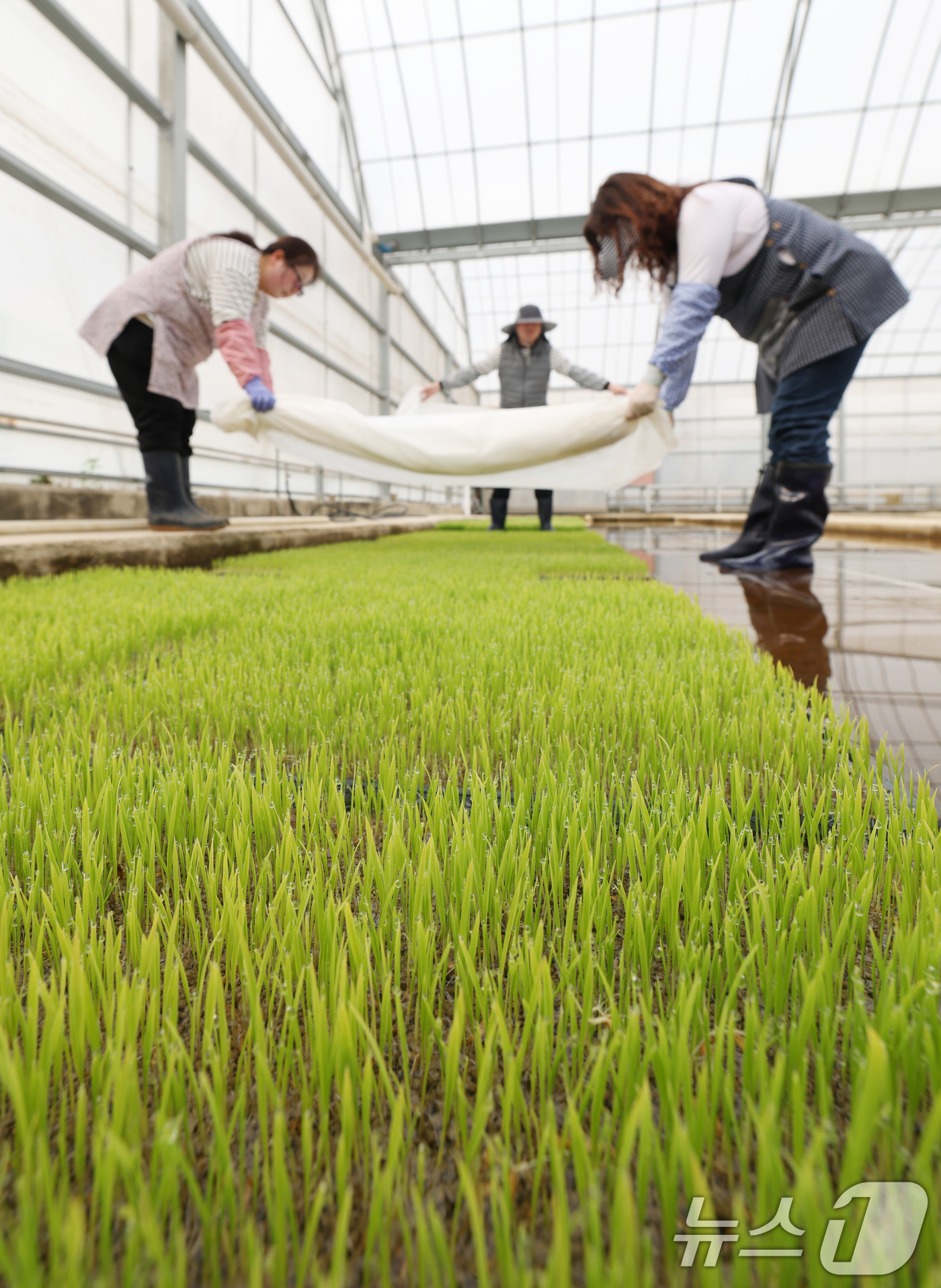 (수원=뉴스1) 김영운 기자 = 9일 오전 경기 수원시 권선구 농촌진흥청 국립식량과학원 중부작물부 작물연구동에서 관계자들이 본격적인 벼농사를 앞두고 모 기르기(육묘) 작업을 하고 …
