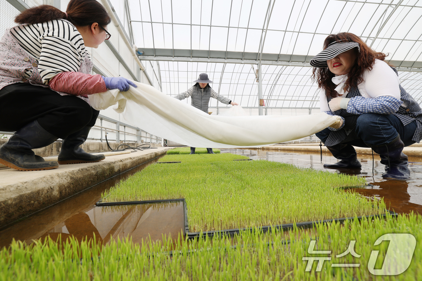 (수원=뉴스1) 김영운 기자 = 9일 오전 경기 수원시 권선구 농촌진흥청 국립식량과학원 중부작물부 작물연구동에서 관계자들이 본격적인 벼농사를 앞두고 모 기르기(육묘) 작업을 하고 …