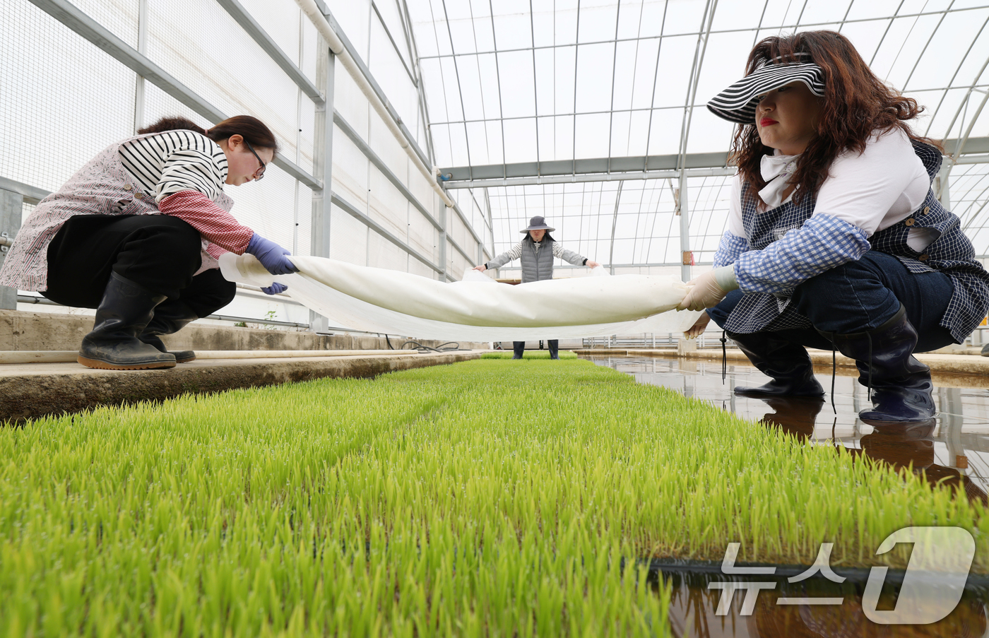 (수원=뉴스1) 김영운 기자 = 9일 오전 경기 수원시 권선구 농촌진흥청 국립식량과학원 중부작물부 작물연구동에서 관계자들이 본격적인 벼농사를 앞두고 모 기르기(육묘) 작업을 하고 …