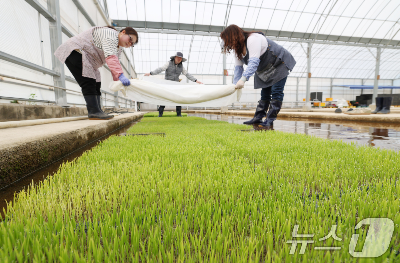 (수원=뉴스1) 김영운 기자 = 9일 오전 경기 수원시 권선구 농촌진흥청 국립식량과학원 중부작물부 작물연구동에서 관계자들이 본격적인 벼농사를 앞두고 모 기르기(육묘) 작업을 하고 …