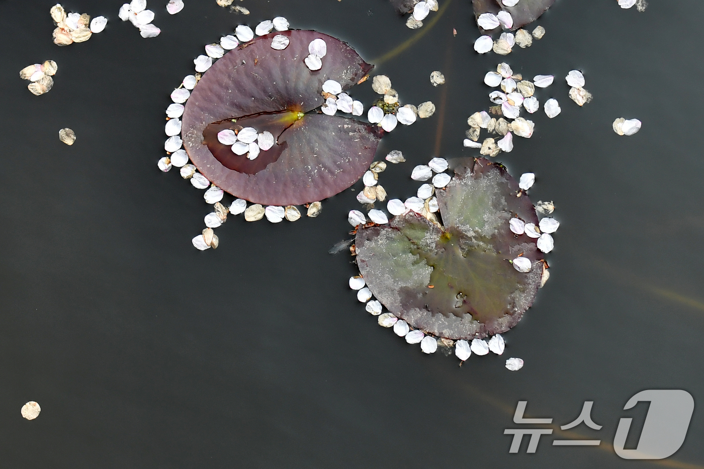 (포항=뉴스1) 최창호 기자 = 9일 경북 포항시 북구에 있는 한 연못에서 바람에 떨어진 벚꽃들이 수련잎 주변에 모여있다. 2025.4.9/뉴스1