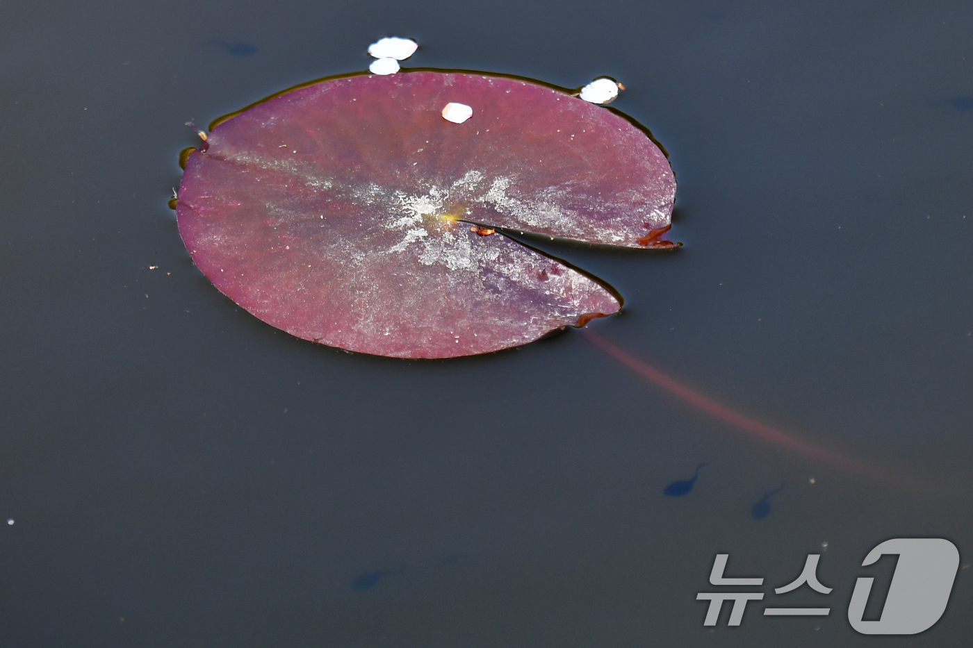 (포항=뉴스1) 최창호 기자 = 9일 경북 포항시 북구에 있는 한 연못에서 올챙이들이 수련잎 밑으로 헤엄치고 있다. 2025.4.9/뉴스1