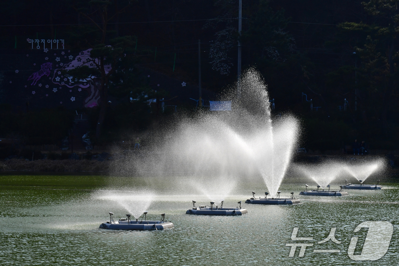 (포항=뉴스1) 최창호 기자 = 9일 경북 포항시 북구 창포동 마장지에 있는 분수대에서 힘찬 물줄기가 뿜어져 나오고 있다.포항시는 마장지 수질 정화와 시민들의 볼거리 제공을 위해 …