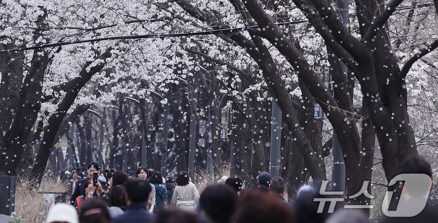 (서울=뉴스1) 박지혜 기자 = 9일 서울 강남구 양재천 벚꽃길을 찾은 시민들이 벚꽃비를 맞으며 산책을 즐기고 있다. 2025.4.9/뉴스1