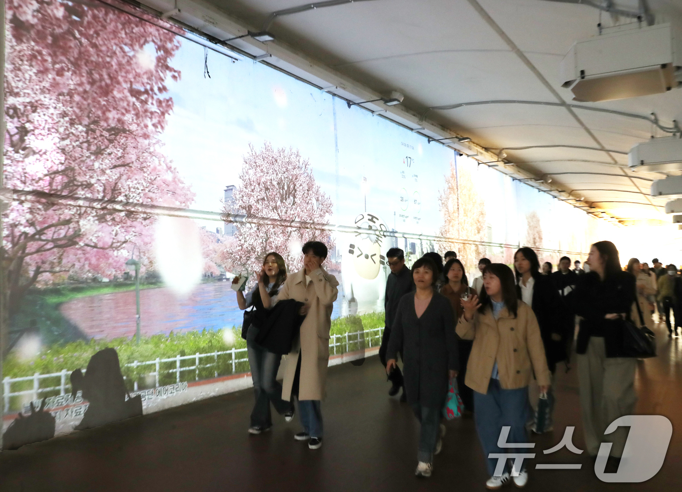 (서울=뉴스1) = 지난 8일 서울 도심 대표적 벚꽃 명소인 송파구 석촌호수를 찾은 상춘객들이 호수교에 조성된 초대형 미디어아트 갤러리를 감상하고 있다. (송파구 제공. 재판매 및 …