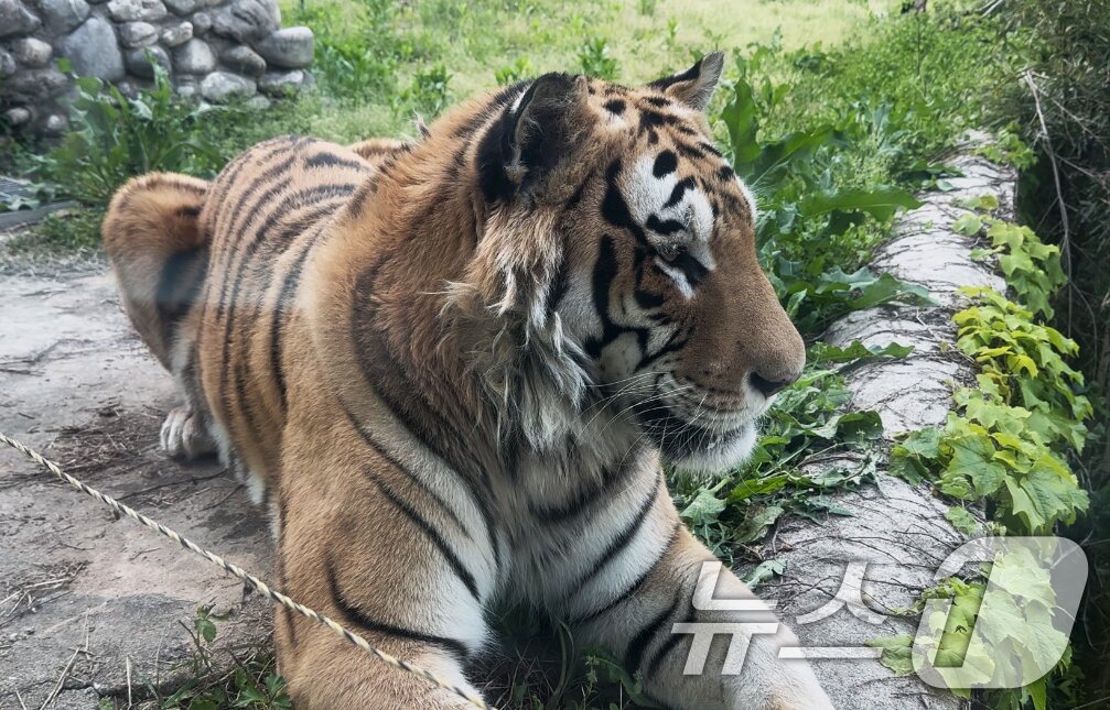 본문 이미지 - 광주 우치동물원이 이송 구조한 벵갈호랑이 &#39;호광이&#39; ⓒ News1