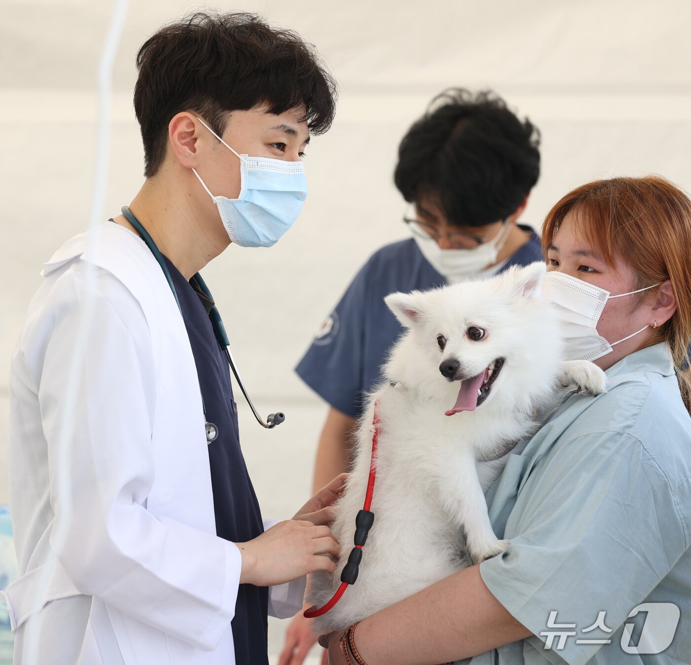 본문 이미지 - 오는 3일 반려동물 문화대축제인 ‘오수 의견문화제와 함께하는 2025 임실N펫스타’가 개막한다.(임실군제공. 재판매 및 DB금지)2025.5.1/뉴스1