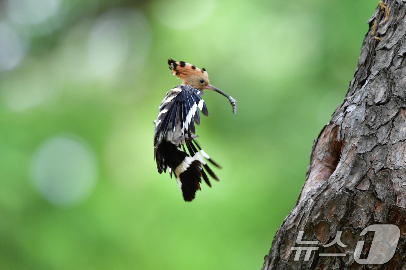 본문 이미지 - 가정의 달 5월 첫 날인 1일 경북 경주시 황성공원 고목에 둥지를 튼 후투티가 먹잇감을 물어오고 있다. 2025.5.1/뉴스1 ⓒ News1 최창호 기자