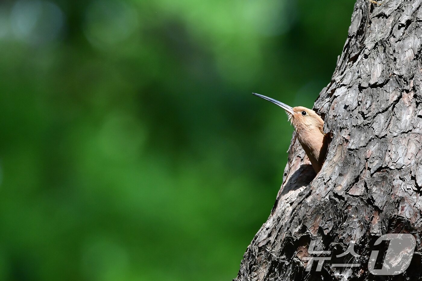 본문 이미지 - 가정의 달 5월 첫 날인 1일 경북 경주시 황성공원 고목에 둥지를 튼 후투티가 둥지 밖을 살피고 있다. 2025.5.1/뉴스1 ⓒ News1 최창호 기자