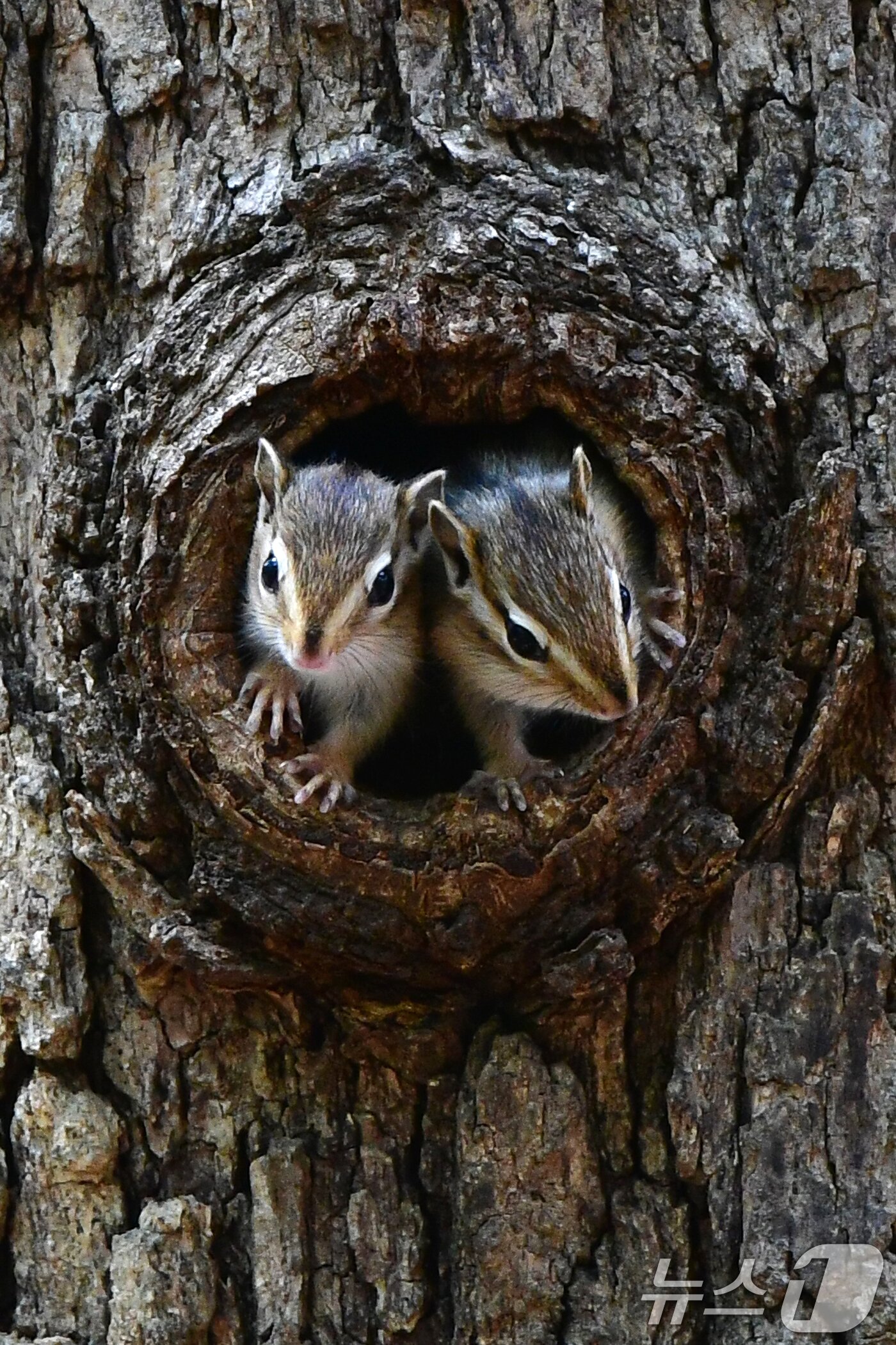 본문 이미지 - 지난 1일 경주 황성공원 고목에 둥지를 튼 다람쥐들이 둥지 밖을 살피고 있다. 2025.5.1/뉴스1 ⓒ News1 최창호 기자