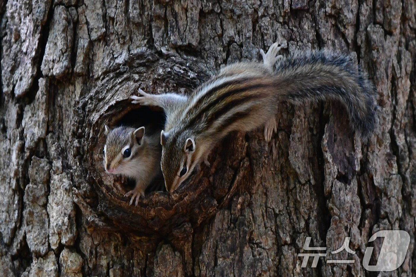 본문 이미지 - 가정의 달 5월 첫 날인 1일 경북 경주시 황성공원 고목에 둥지를 튼 다람쥐들이 둥지 밖을 살피고 있다. 2025.5.1/뉴스1 ⓒ News1 최창호 기자