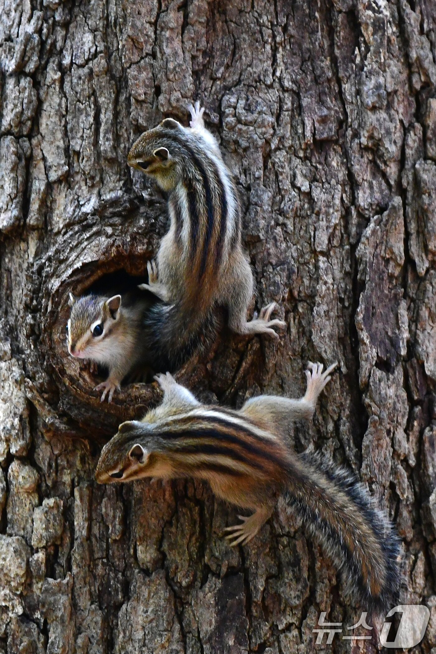 본문 이미지 - 지난 1일 경주 황성공원 고목에 둥지를 튼 다람쥐들이 둥지 밖을 살피고 있다. 2025.5.1/뉴스1 ⓒ News1 최창호 기자