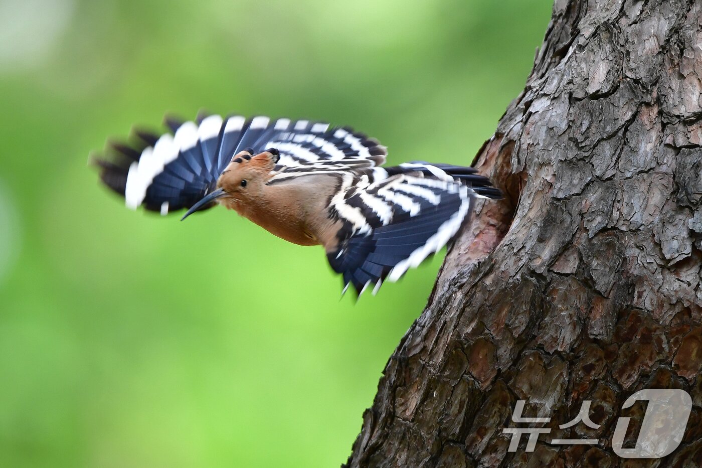 본문 이미지 - 가정의 달 5월 첫 날인 1일 경북 경주시 황성공원 고목에 둥지를 튼 후투티가 먹잇감을 구하기 위해 날아가고 있다. 2025.5.1/뉴스1 ⓒ News1 최창호 기자