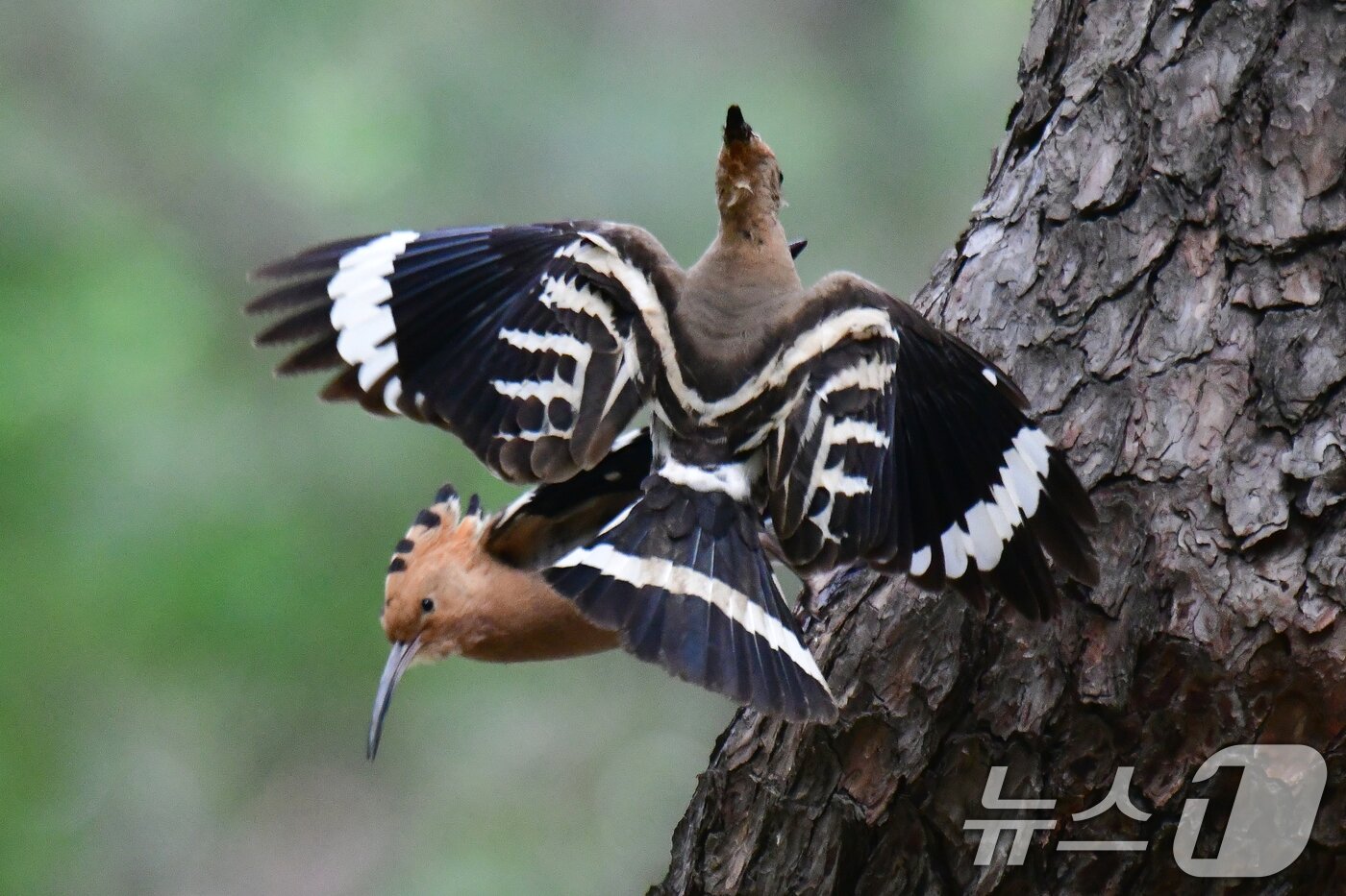 본문 이미지 - 가정의 달 5월 첫 날인 1일 경북 경주시 황성공원 고목에 둥지를 튼 후투티 한쌍이 새끼들에게 먹잇감을 물어다 나르고 있다. 2025.5.1/뉴스1 ⓒ News1 최창호 기자