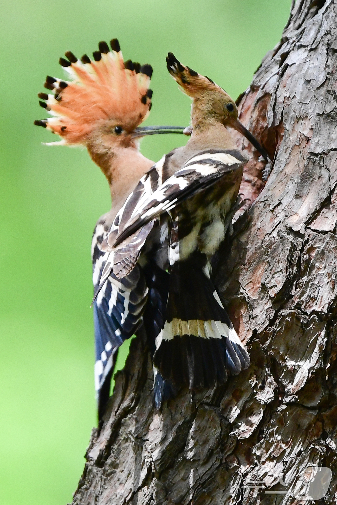 (경주=뉴스1) 최창호 기자 = 가정의 달 5월 첫 날인 1일 경북 경주시 황성공원 고목에 둥지를 튼 후투티 한쌍이 새끼들에게 먹잇감을 물어다 나르고 있다. 2025.5.1/뉴스1 …