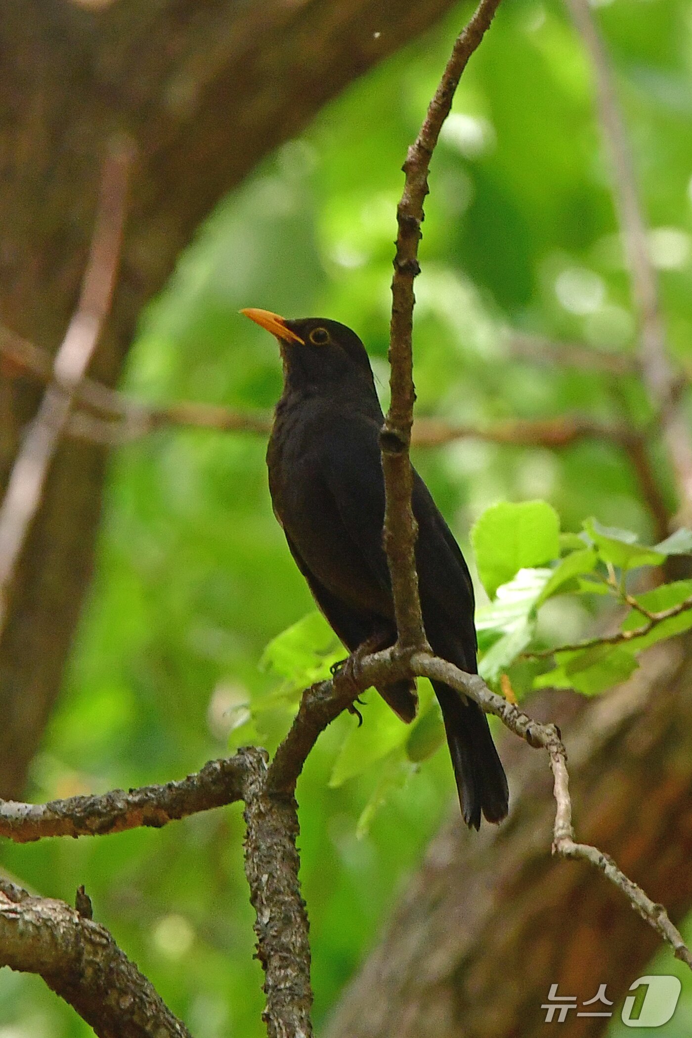 본문 이미지 - 가정의 달 5월 첫 날인 1일 경북 경주시 황성공원애서 대륙검은지빠귀가 찾아왔다.  2025.5.1/뉴스1 ⓒ News1 최창호 기자 