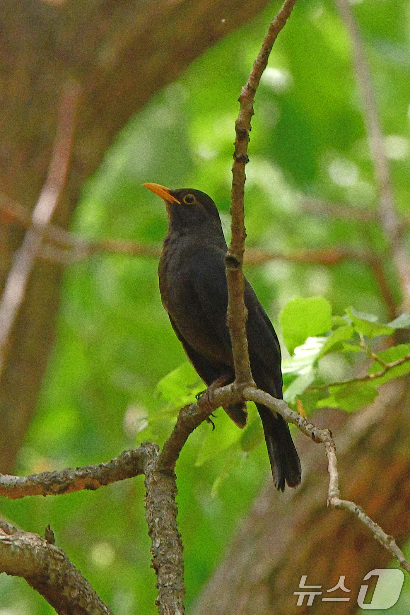(경주=뉴스1) 최창호 기자 = 대룩검은지빠귀 한마리가 1일 경북 경주시 황성공원 숲에서 짝을 찾고 있다. 2025.5.1/뉴스1