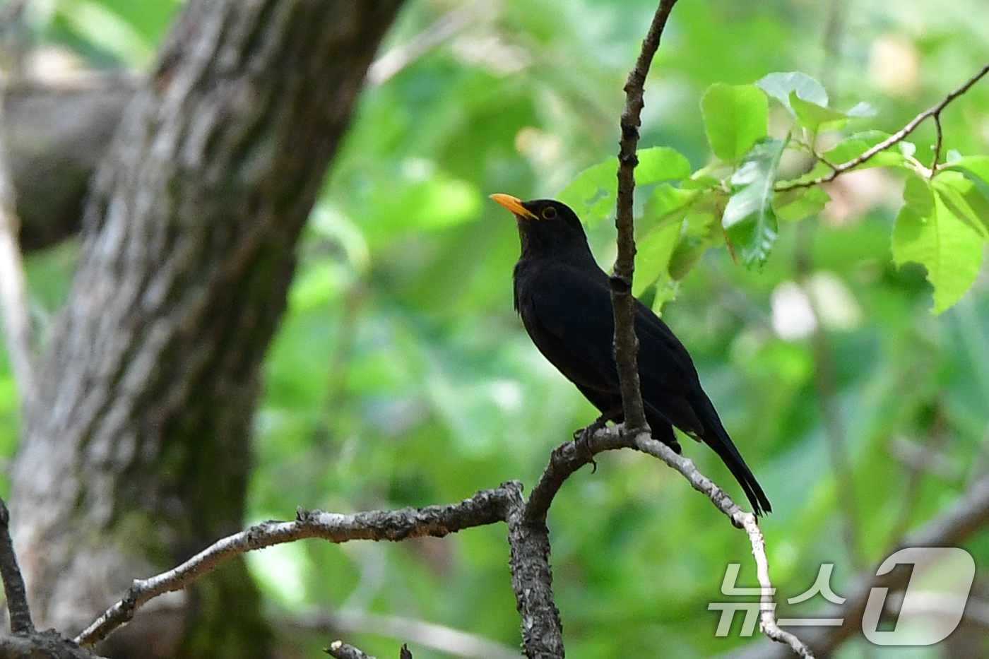 (경주=뉴스1) 최창호 기자 = 대룩검은지빠귀 한마리가 1일 경북 경주시 황성공원 숲에서 짝을 찾고 있다. 2025.5.1/뉴스1
